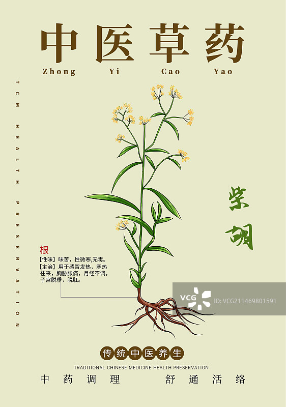 手绘中草药柴胡特写植物插画版式设计海报图片素材