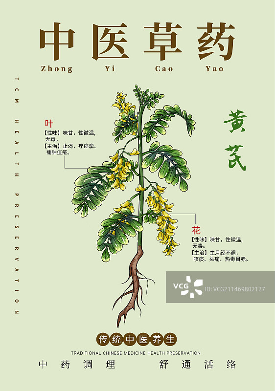 手绘中草药黄芪特写植物插画版式设计海报图片素材