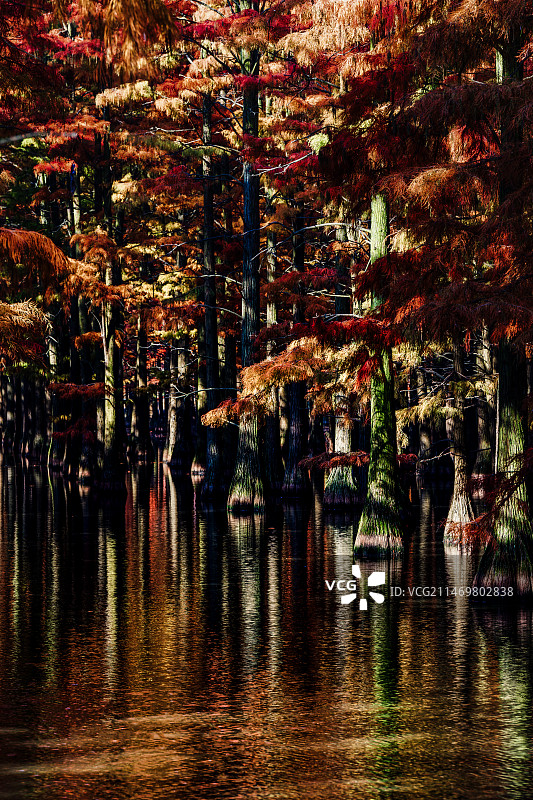 魔幻森林图片素材