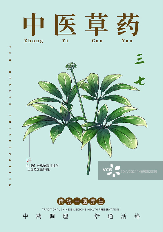手绘中草药三七特写植物插画版式设计海报图片素材