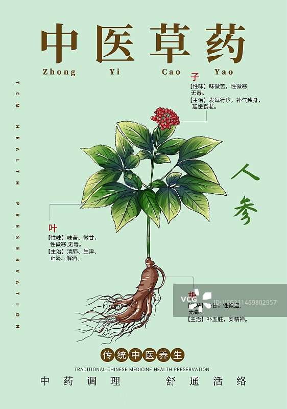 手绘中草药人参特写植物插画版式设计海报图片素材