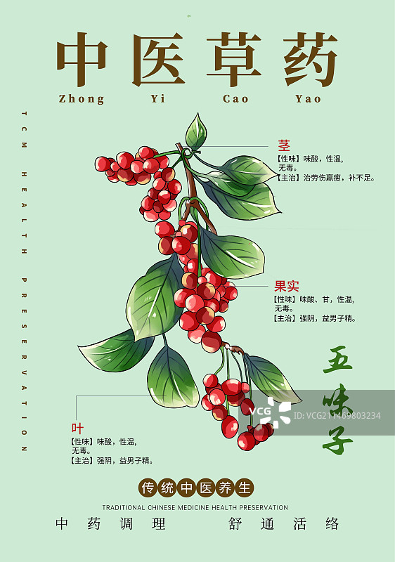 手绘中草药五味子特写植物插画版式设计海报手绘中草药五味子特写植物插画版式设计海报图片素材