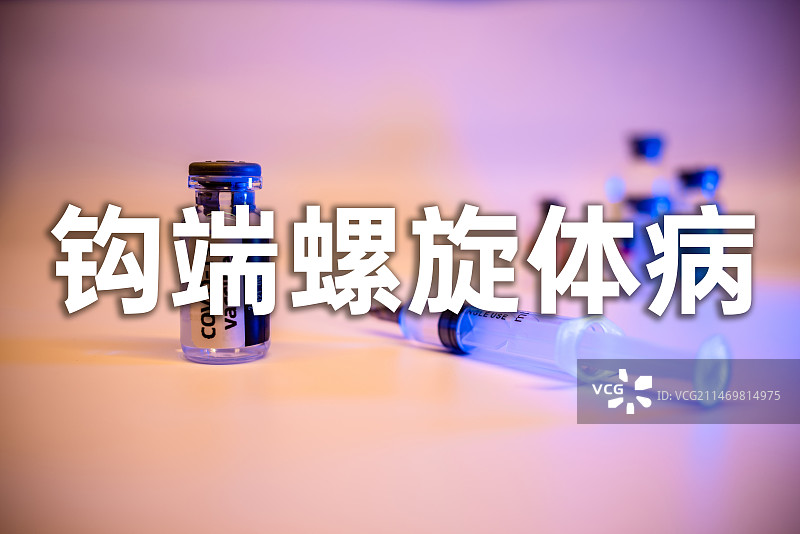 钩端螺旋体病（Leptospirosis） 钩体病 细螺旋体症 威尔士病概念图片素材