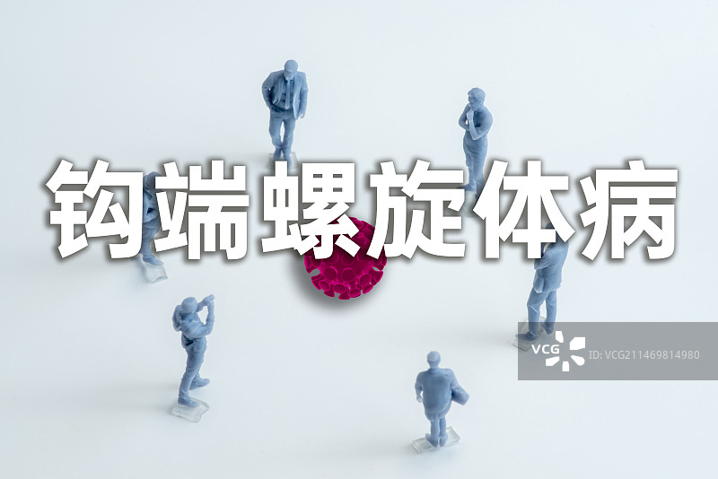 钩端螺旋体病（Leptospirosis） 钩体病 细螺旋体症 威尔士病概念图片素材