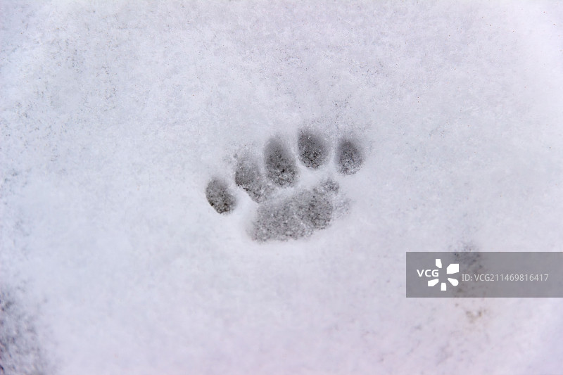 寒流大雪野外爪印图片素材