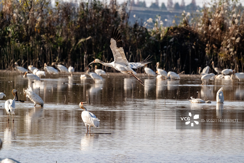 鄱阳湖候鸟图片素材