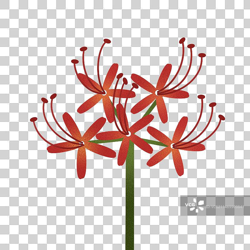 二十四节花卉之霜降曼珠沙华图片素材