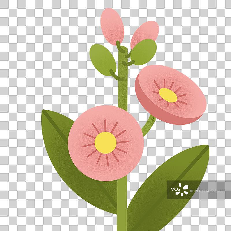 二十四节花卉之蜀葵夏至图片素材
