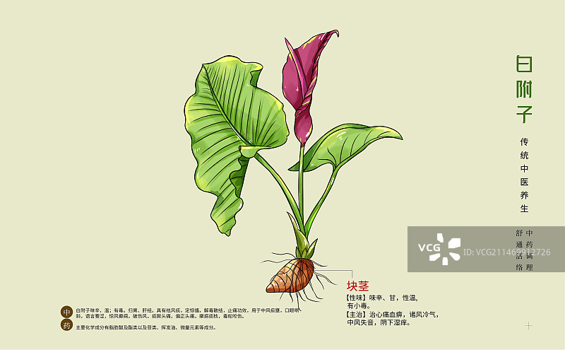 手绘中草药白附子特写植物插画横版版式设计海报图片素材
