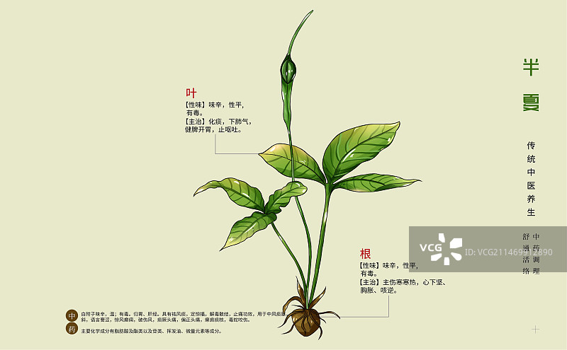 手绘中草药半夏特写植物插画横版版式设计海报图片素材