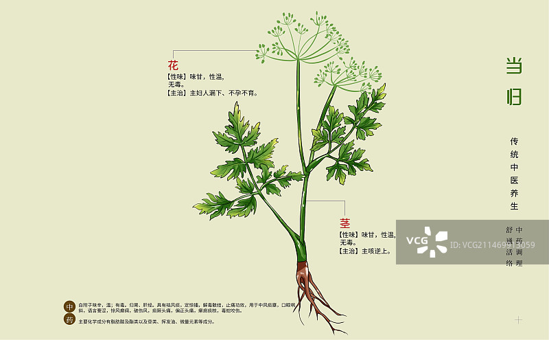 手绘中草药当归特写植物插画横版版式设计海报图片素材