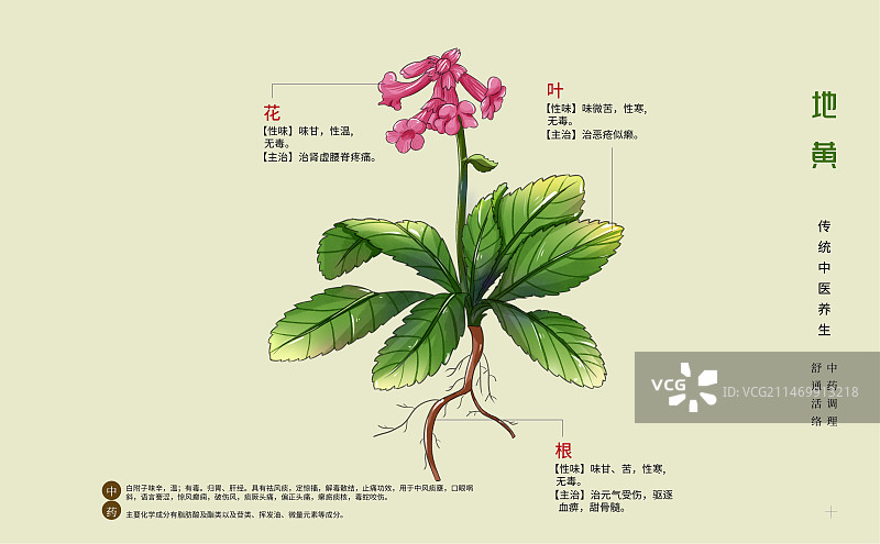 手绘中草药地黄特写植物插画横版版式设计海报图片素材