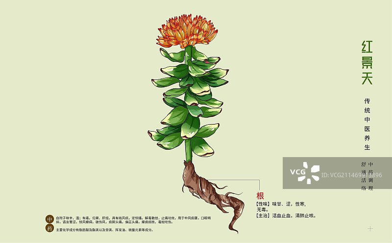 手绘中草药红景天特写植物插画横版版式设计海报图片素材