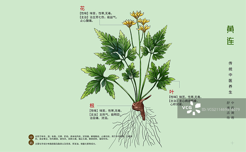 手绘中草药黄连特写植物插画横版版式设计海报图片素材