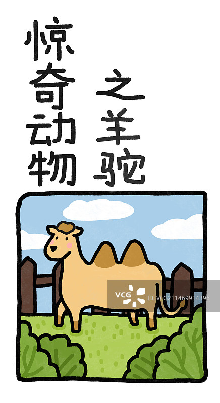 惊奇动物系列之羊驼图片素材