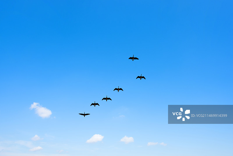 江西鄱阳湖的候鸟图片素材