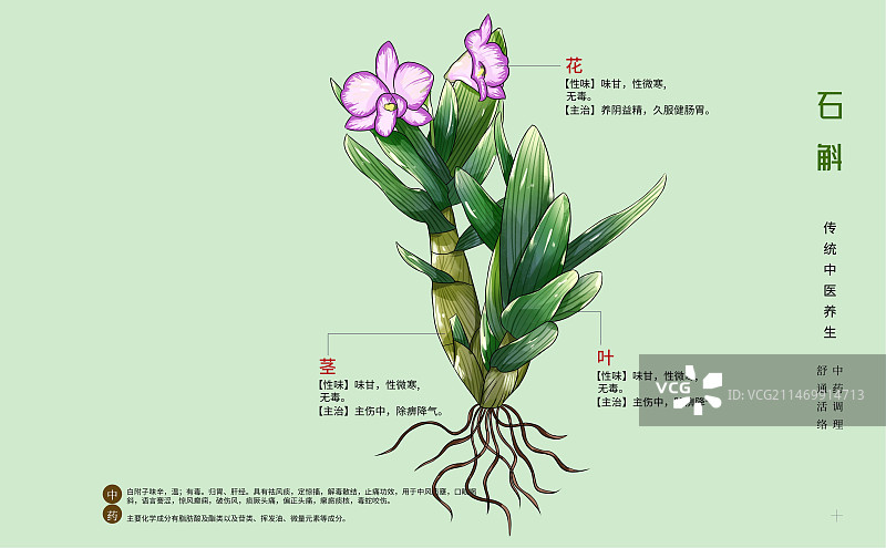 手绘中草药石斛特写植物插画横版版式设计海报图片素材