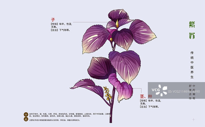 手绘中草药紫苏特写植物插画横版版式设计海报图片素材