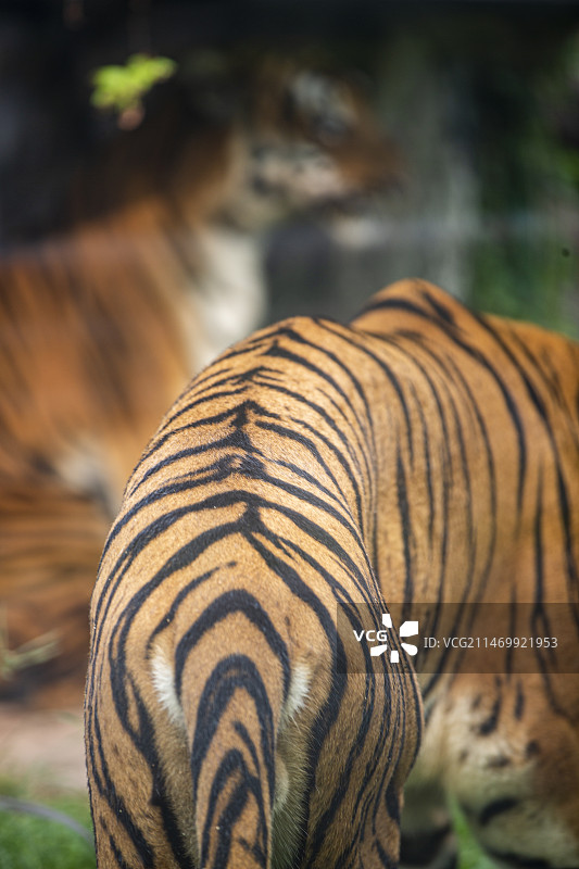 华南虎，虎背前景，虎头背景，虎纹图片素材