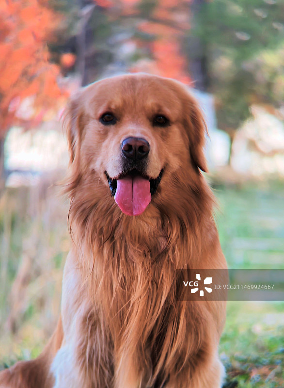 遇见金毛犬图片素材