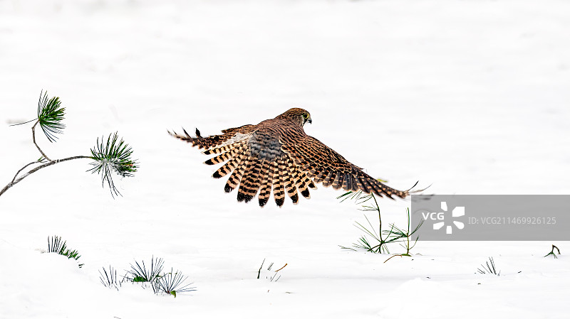 雪中红隼图片素材