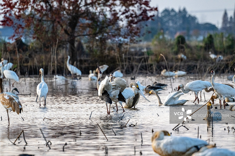 鄱阳湖候鸟图片素材