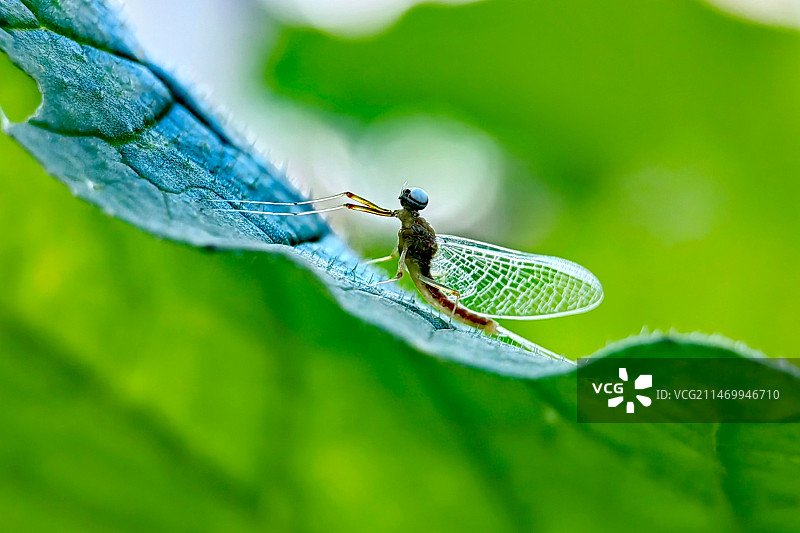 蜉蝣图片素材