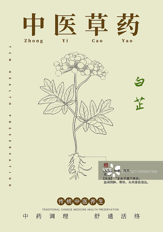 手绘中草药白芷特写植物插画版式设计海报图片素材