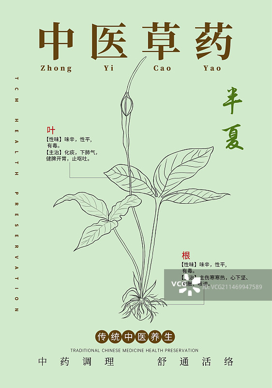手绘中草药半夏特写植物插画版式设计海报图片素材