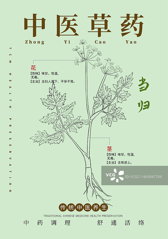手绘中草药当归特写植物插画版式设计海报手绘中草药当归特写植物插画版式设计海报图片素材