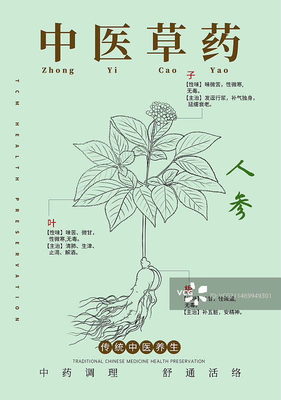 手绘中草药人参特写植物插画版式设计海报图片素材