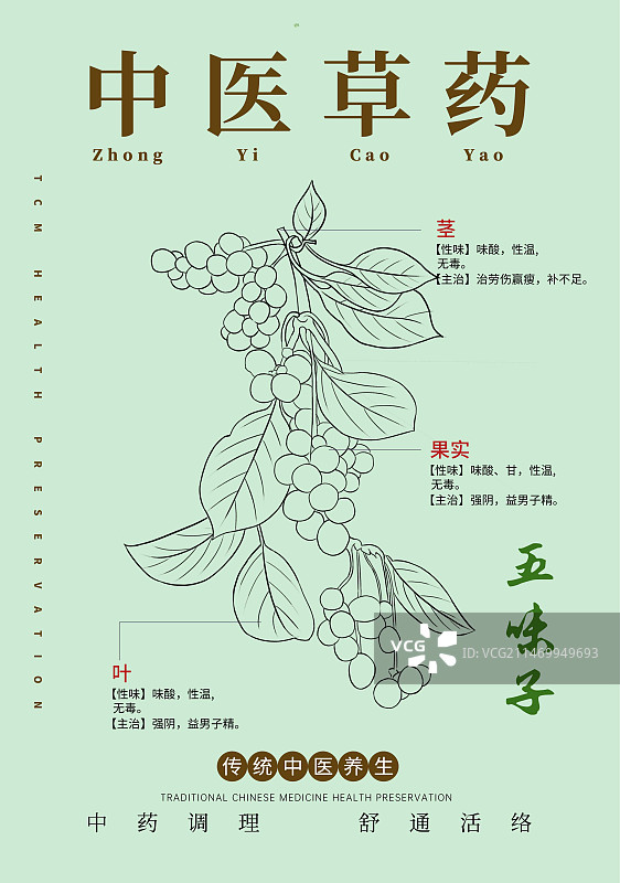 手绘中草药五味子特写植物插画版式设计海报图片素材