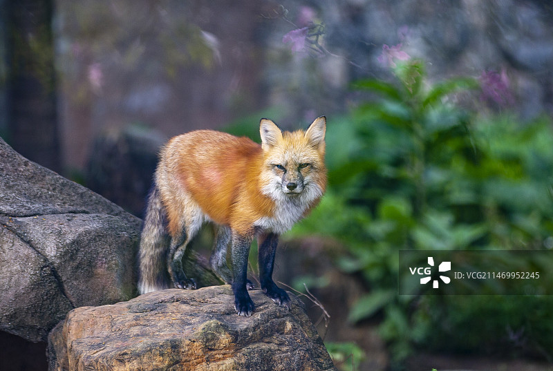 广州动物园的异瞳赤狐，散步，低头，微笑，跳跃图片素材