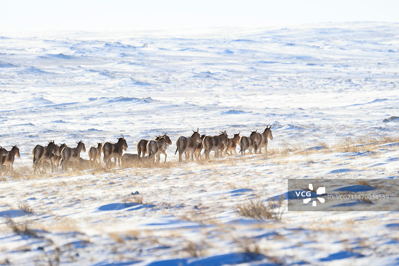 蒙古野驴图片素材