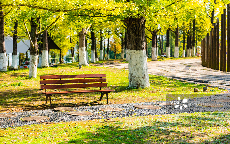 长沙巴溪洲银杏林风光图片素材