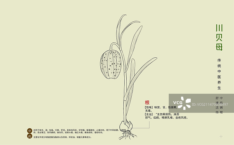 手绘中草药川贝母特写植物插画横版版式设计海报图片素材