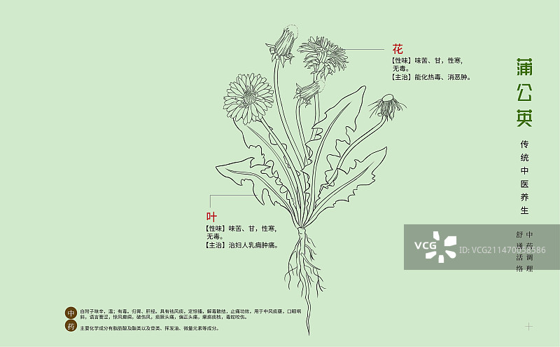 手绘中草药蒲公英特写植物插画横版版式设计海报图片素材