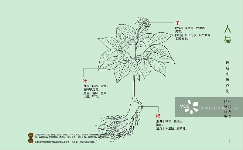 手绘中草药人参特写植物插画横版版式设计海报图片素材