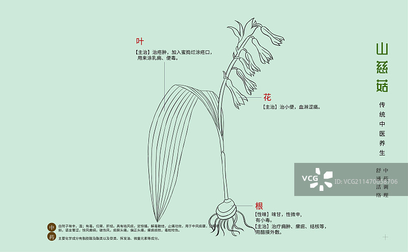 手绘中草药山慈菇特写植物插画横版版式设计海报图片素材