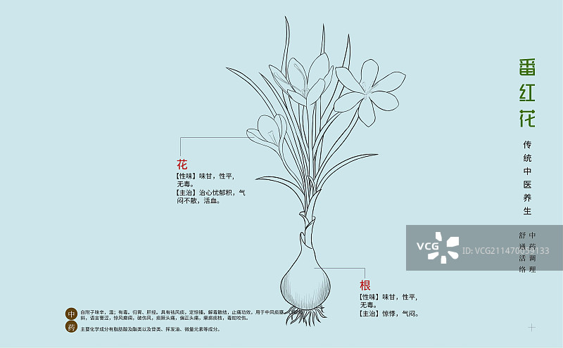 手绘中草药番红花特写植物插画横版版式设计海报图片素材
