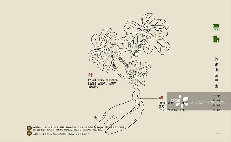 手绘中草药葛根特写植物插画横版版式设计海报图片素材