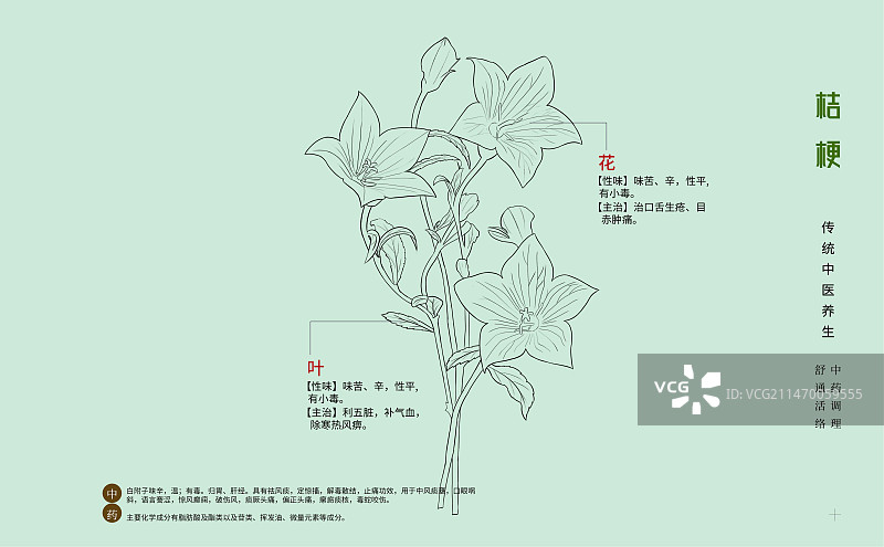 手绘中草药桔梗特写植物插画横版版式设计海报图片素材