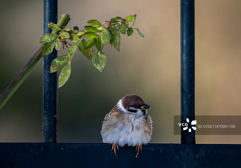 麻雀与护栏图片素材