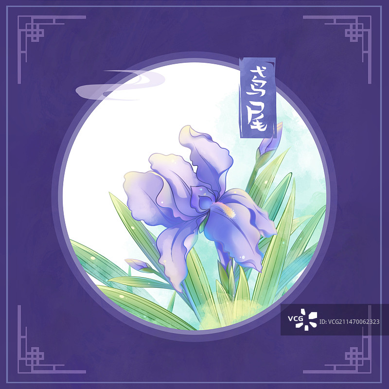 鸢尾花，国潮复古水彩花卉系列插画图片素材