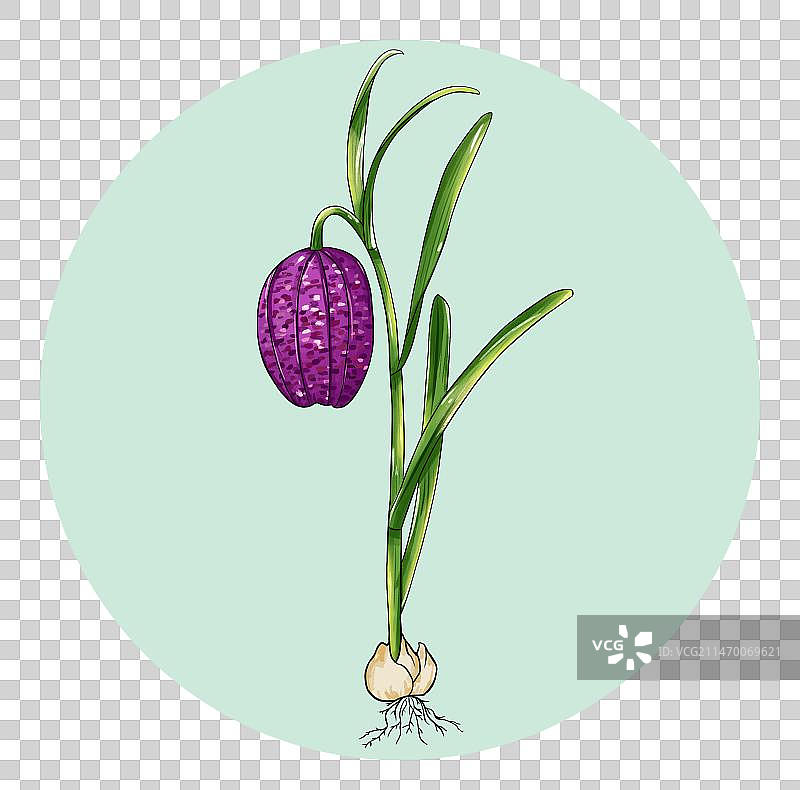 中草药川贝母免扣元素插画图片素材