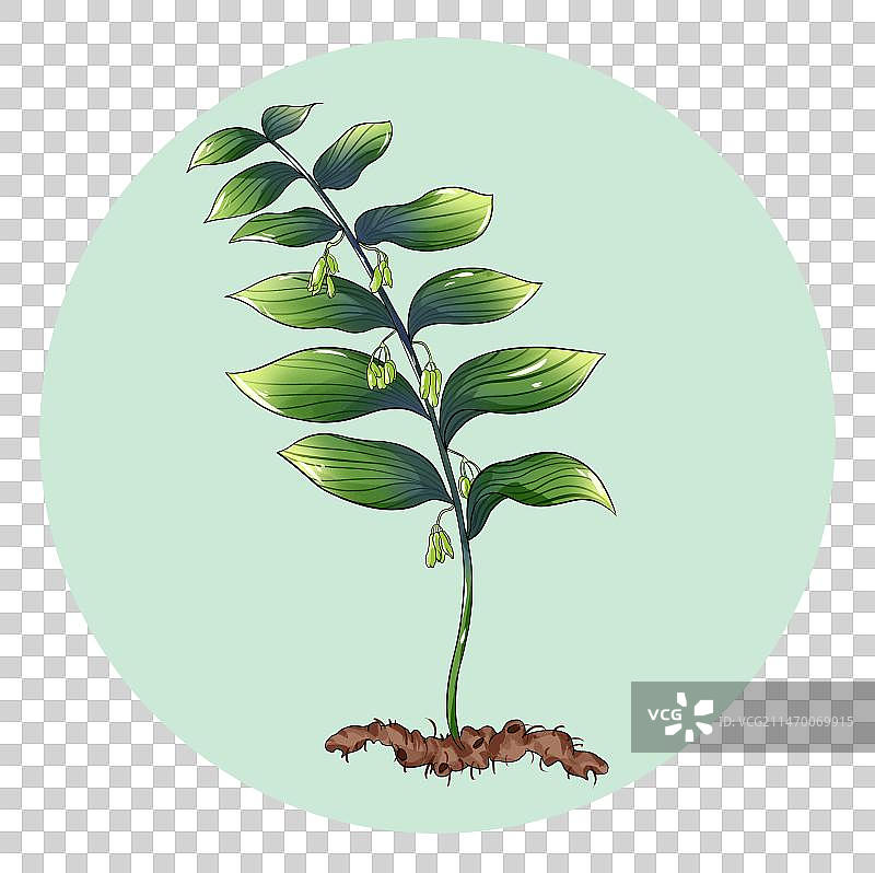 中草药黄精免扣元素插画图片素材