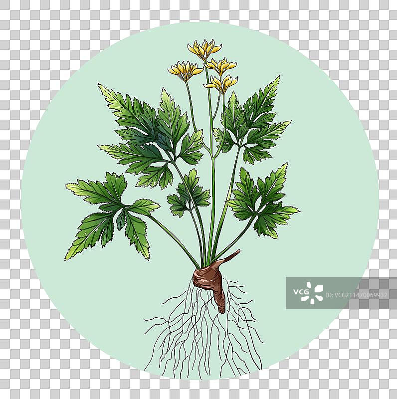 中草药黄连免扣元素插画图片素材