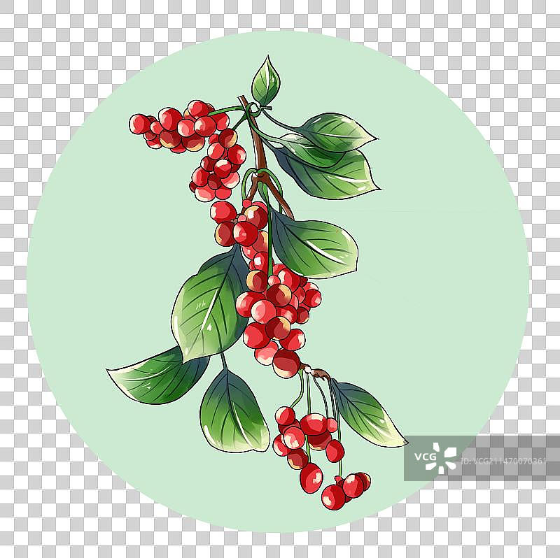 中草药五味子免扣元素插画图片素材