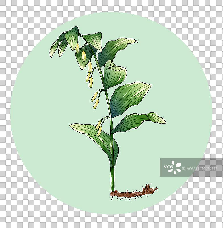 中草药玉竹免扣元素插画图片素材