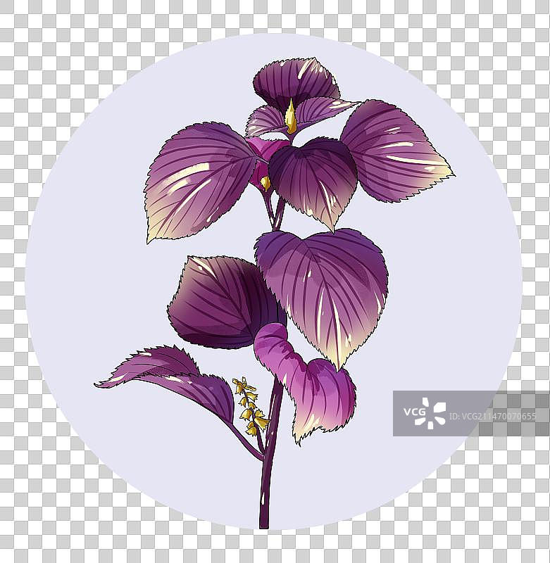中草药紫苏免扣元素插画图片素材
